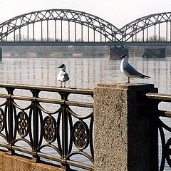 photo "Etude with the seagull"