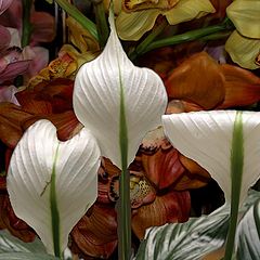 фото "Three White"