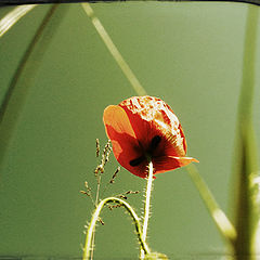 фото "Papaver_o"