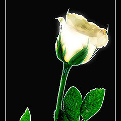 фото "Rose..."