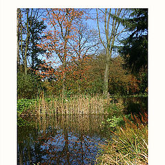 photo "The dark pond"