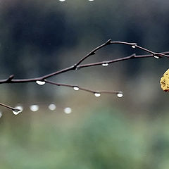 photo "Farewell Tears"