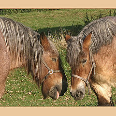 photo "Whispering horses"