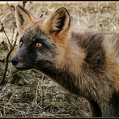 photo "The Black Fox of Sakhalin"