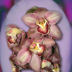 фото "Orchids"