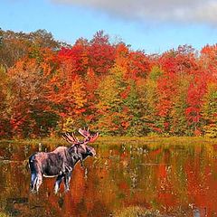 фото "moose with fall colours"