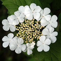 photo "Round dance"