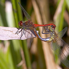 photo "Dance of love."