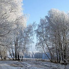 фото "Чуть тронуло серебром..."