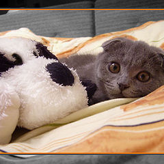 photo "Friendship.The best friend to a kitten is a dog!"