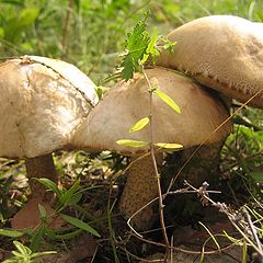 photo "Mushrooms"