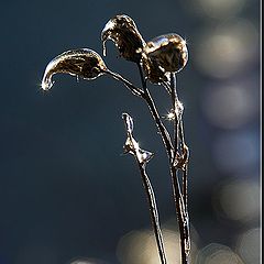 photo "Frozen Rain (2)"