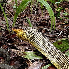 фото "Pseutes sulphureus"