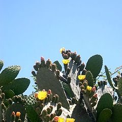 photo "floraison du cactus"