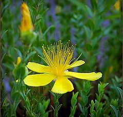 photo "yellow flower"