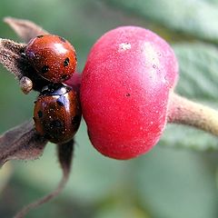 photo "Berries"