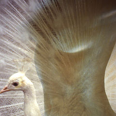 фото "the white  peacock"