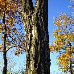 фото "Tree trunk"