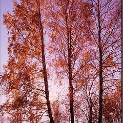 photo "Autumn park."