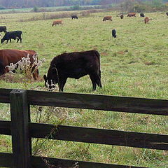 photo "Bovine Field of Dreams"