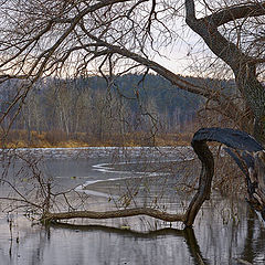 photo "icy cover"