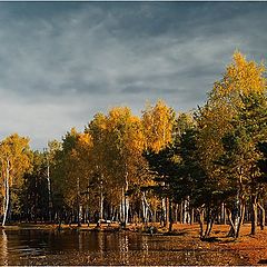 photo "Autumn wood"