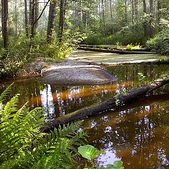 photo "Harmless bog"