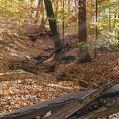 photo "Fall forest"