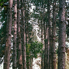 фото "corridor of trees"