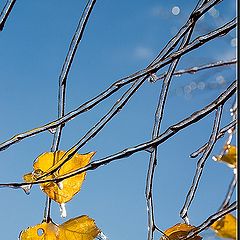 photo "Frozen Rain (3)"