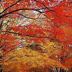 photo "Canopy"