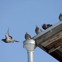 фото "Про летающих и не летающих..."