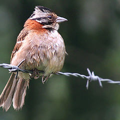 photo "the litle bird"