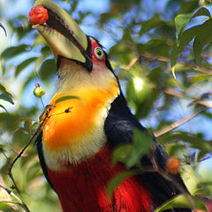 photo "Brazilian toucans"
