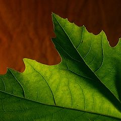 photo "Leaf"