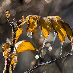 photo "Frozen Rain (4)"