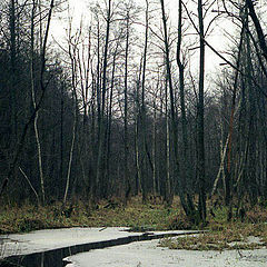 photo "Spring"