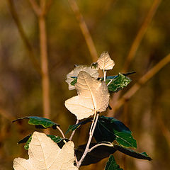 photo "A poplar"