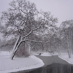 photo "The snow falls"