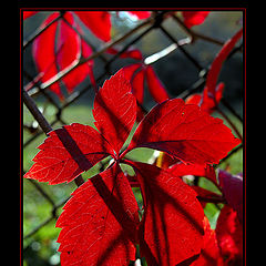 photo "Red"