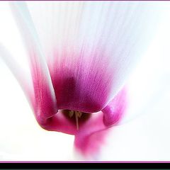 photo "below the cyclamen"