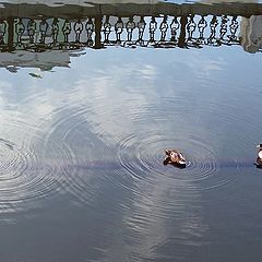 фото "Городские жители"