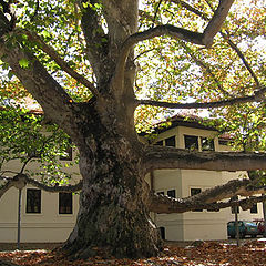 фото "Gigant tree"