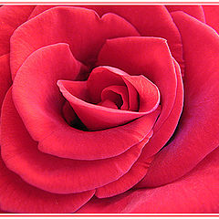 photo "Its Majesty the ROSE"