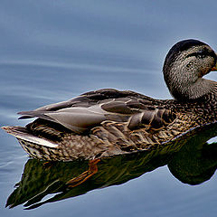 photo "A DUCK..."