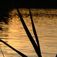 фото "Bulrush"