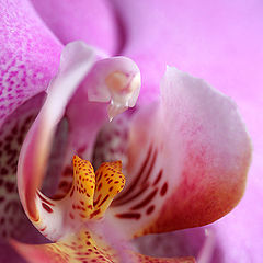 photo "Orchid"