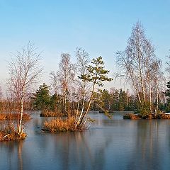 photo "Transparent November Swamp Picture"