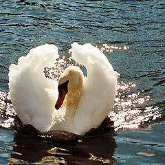 photo "Swan"