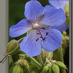 photo "Meadow geranium"